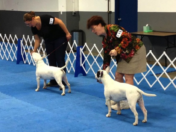 TAO B Match 
Deb Guerrero Judging Mini Bull Terriers
August 2013